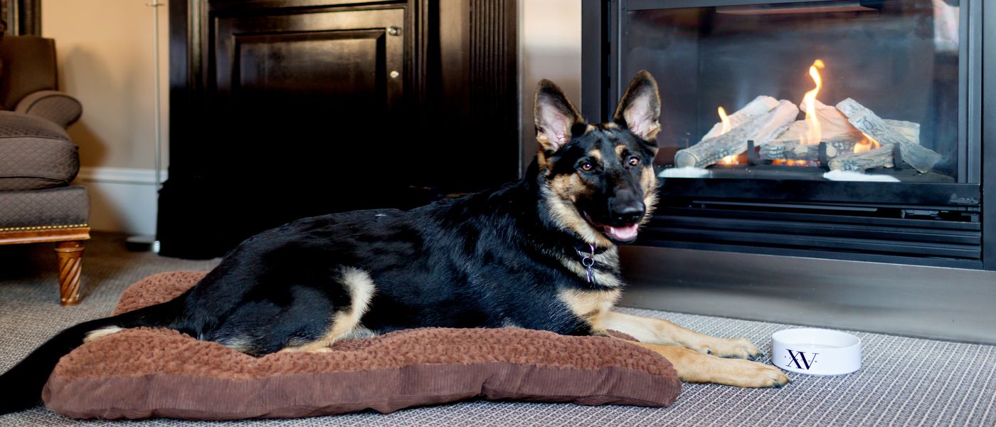German Shepard dog laying on one of our dog bed in front of the guestroom gas fireplace with our signature dog bowl