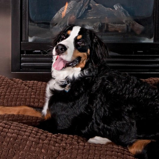 our general manager's dog on the ottoman in the Beacon Hill Studio room in front of the cozy fireplace.