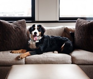 Our general manager's dog sitting on the couch in the Boston Common Studio Room