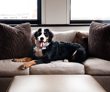 Our general manager's dog sitting on the couch in the Boston Common Studio Room