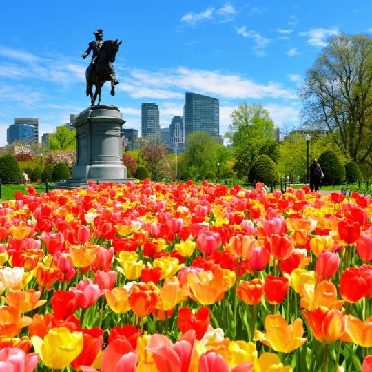 Photo of the Boston Common during Spring with Red and Yellow Tulips