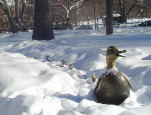 winter ducklings in Boston Common